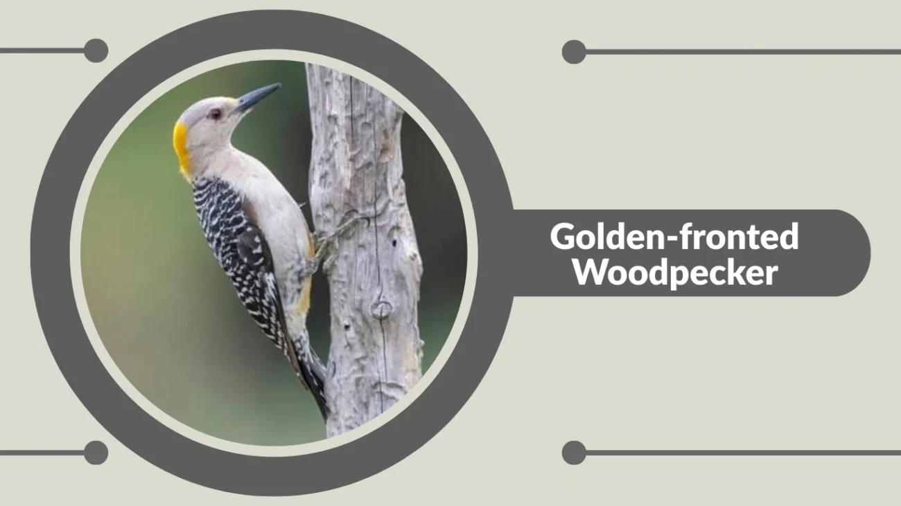 Golden-fronted Woodpecker
