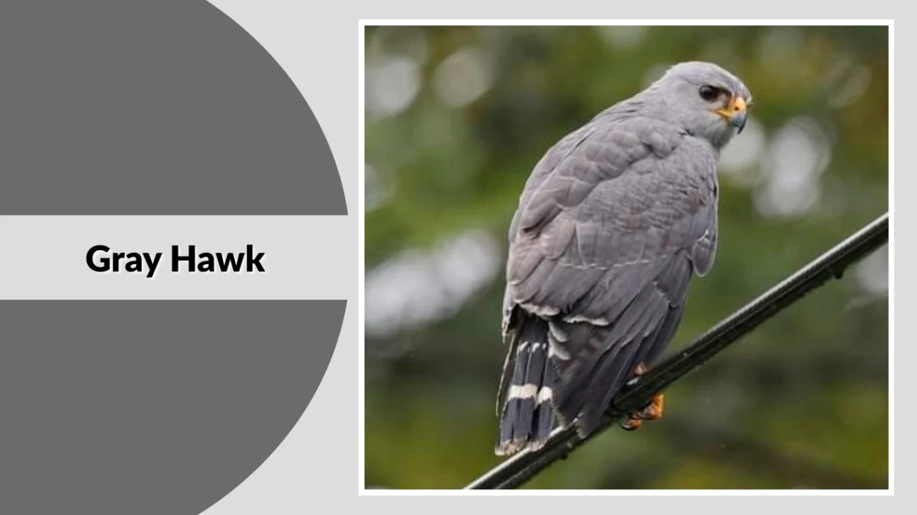 Gray Hawk