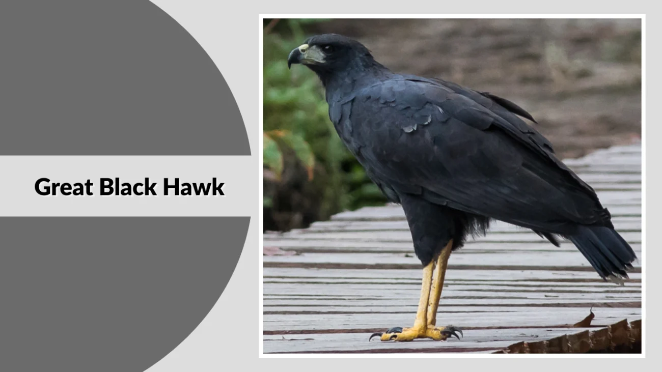 Great Black Hawk