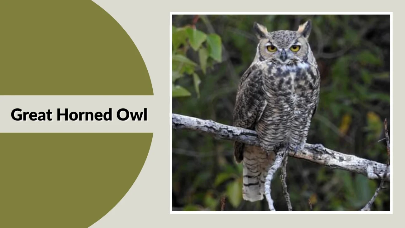 Great Horned Owl