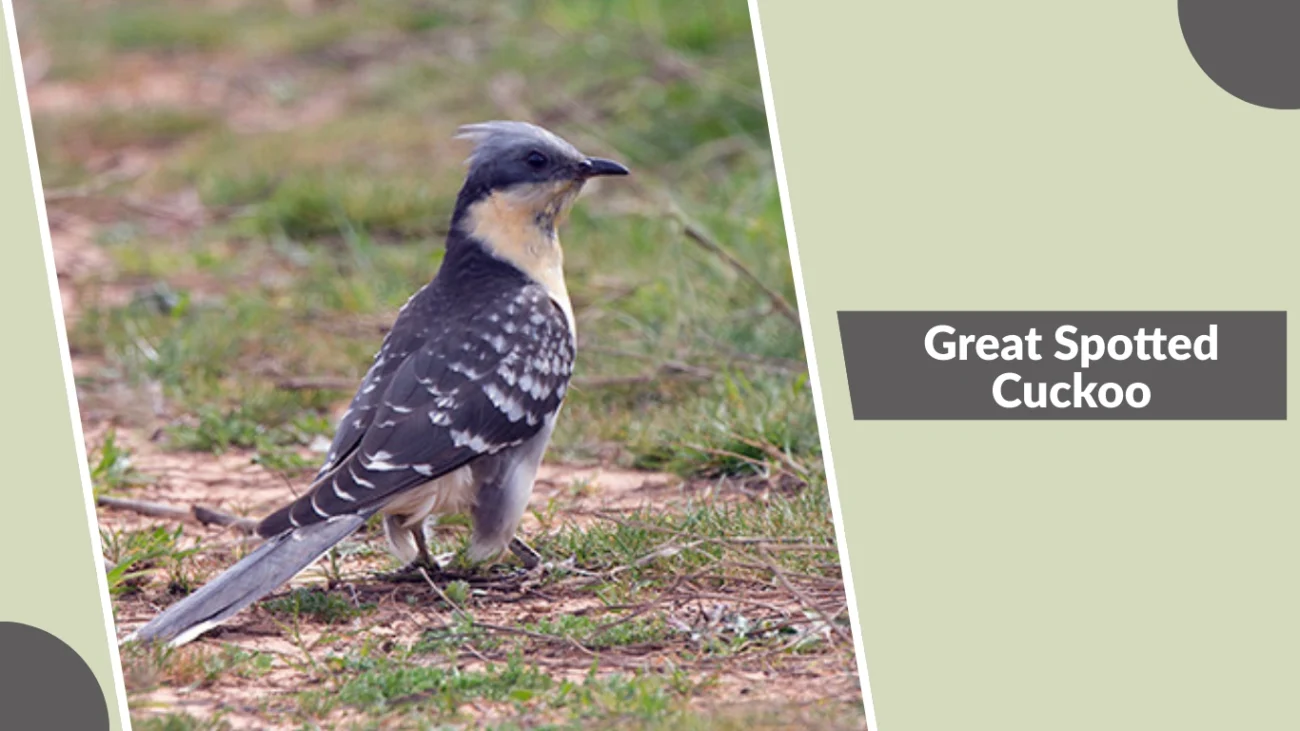Great Spotted Cuckoo
