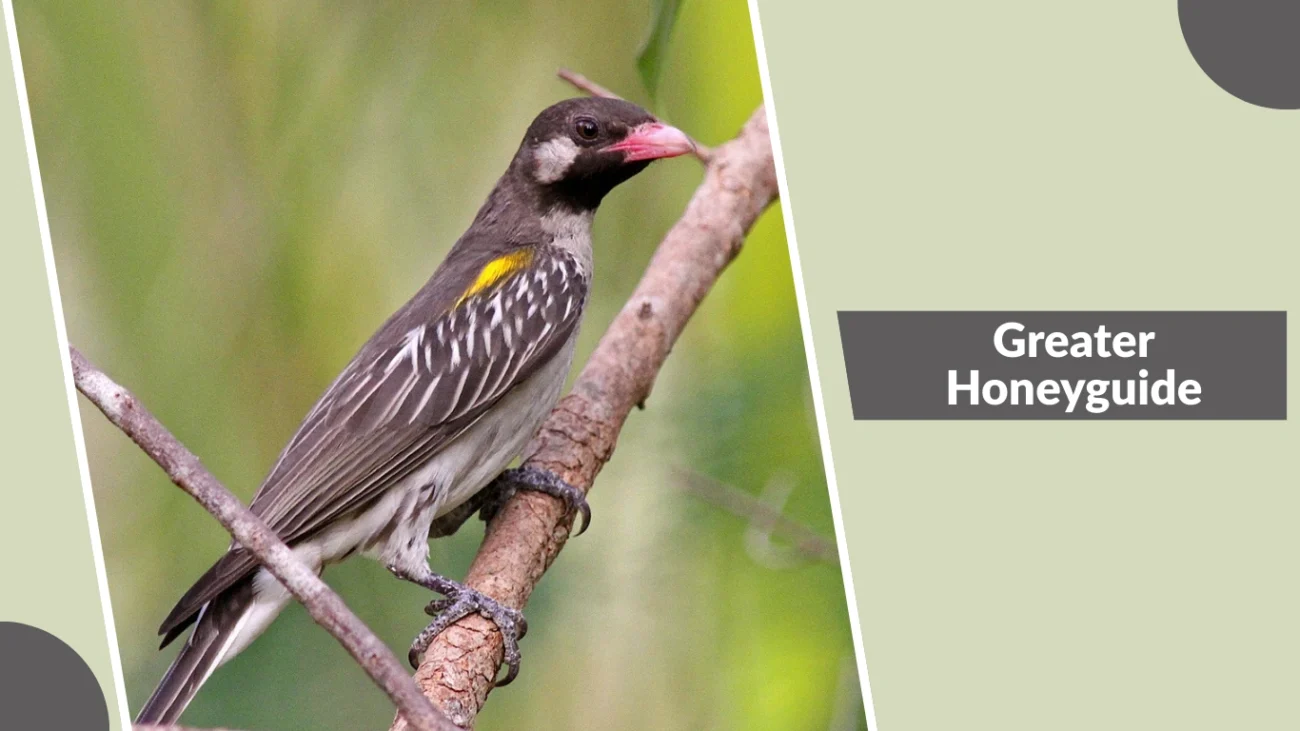 Greater Honeyguide