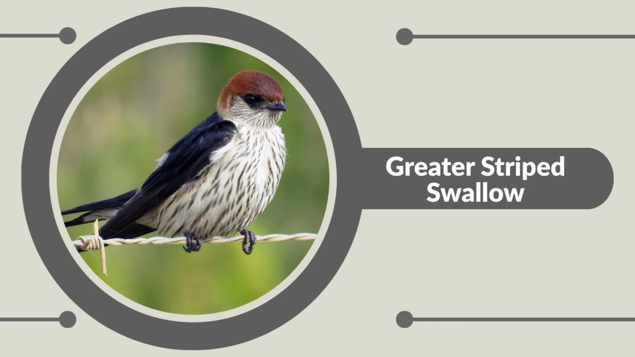 Greater Striped Swallow