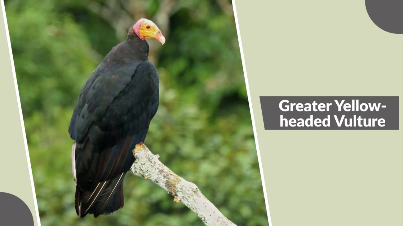 Greater Yellow-headed Vulture