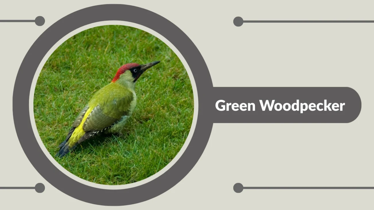 Green Woodpecker