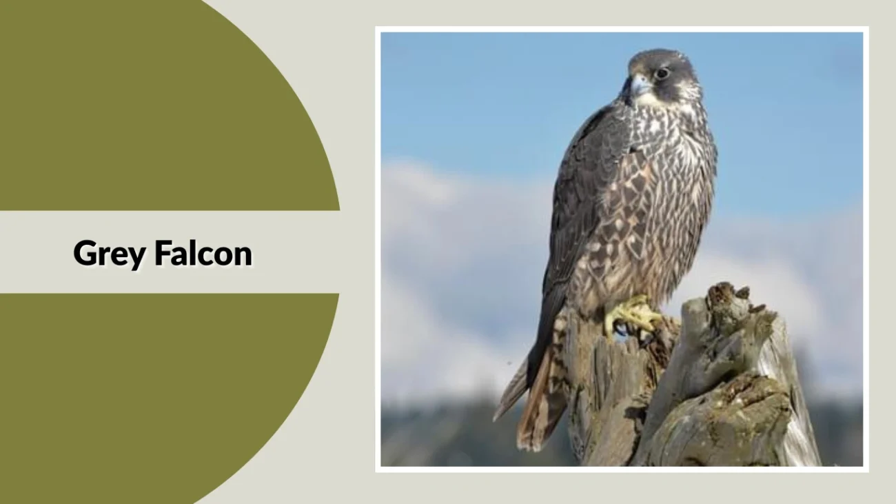 Grey Falcon