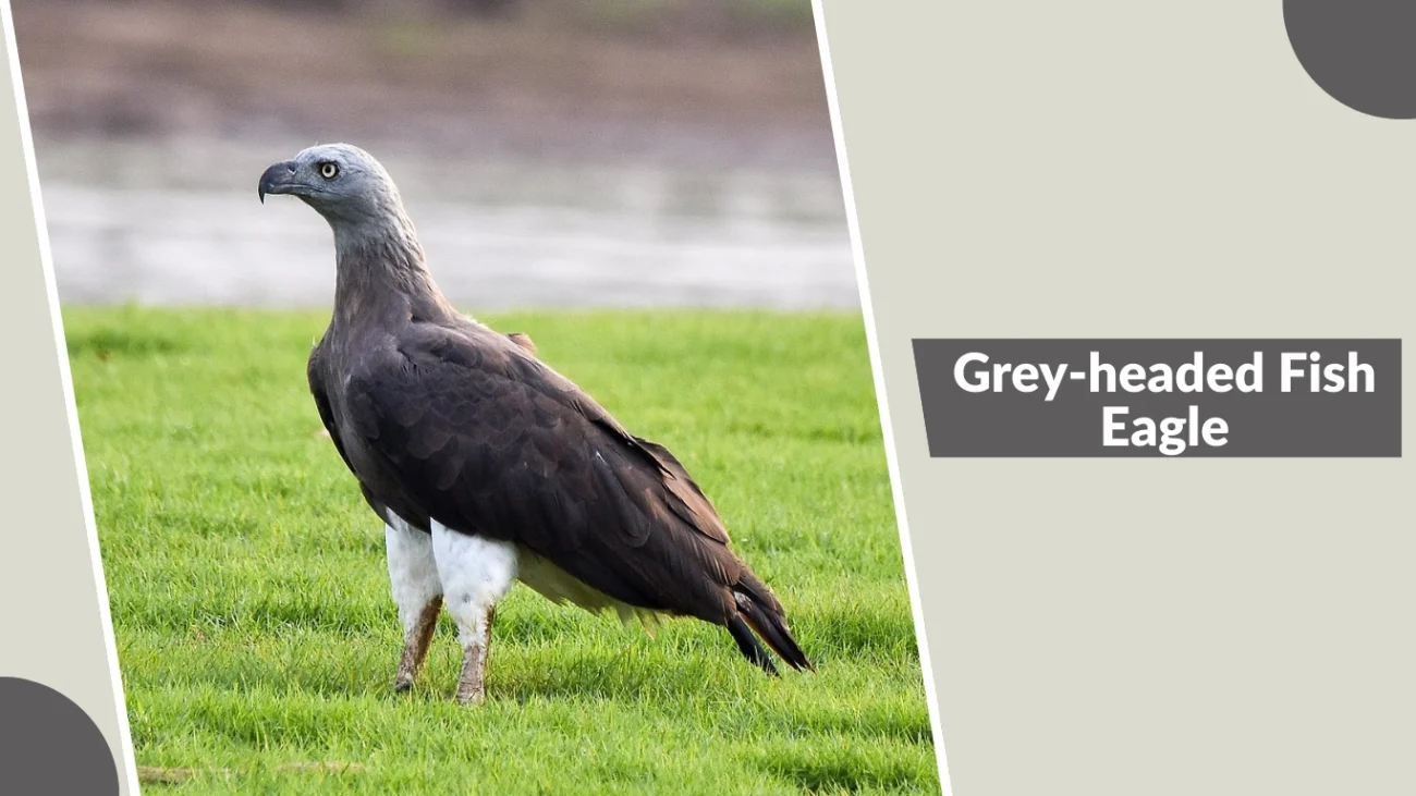 Grey-headed Fish Eagle