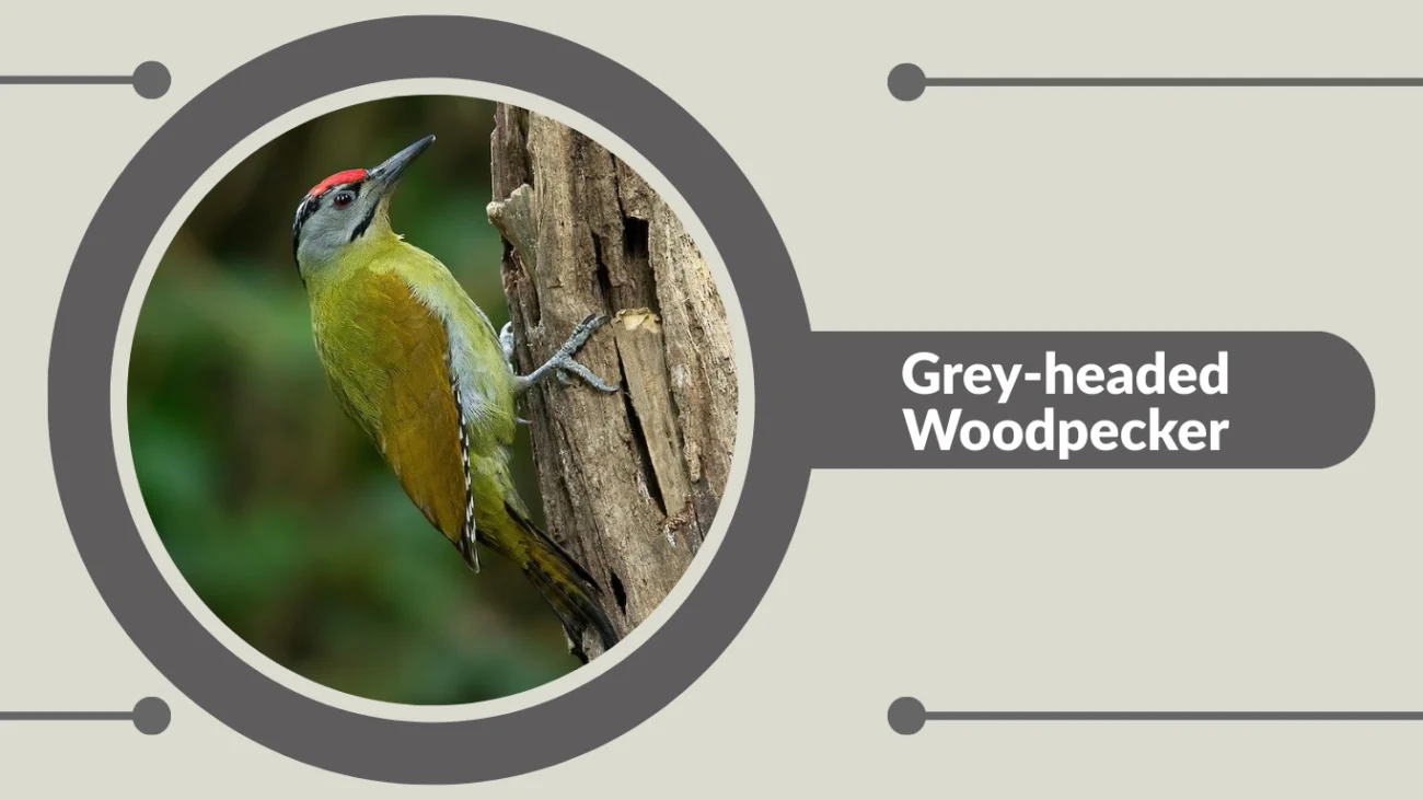 Grey-headed Woodpecker