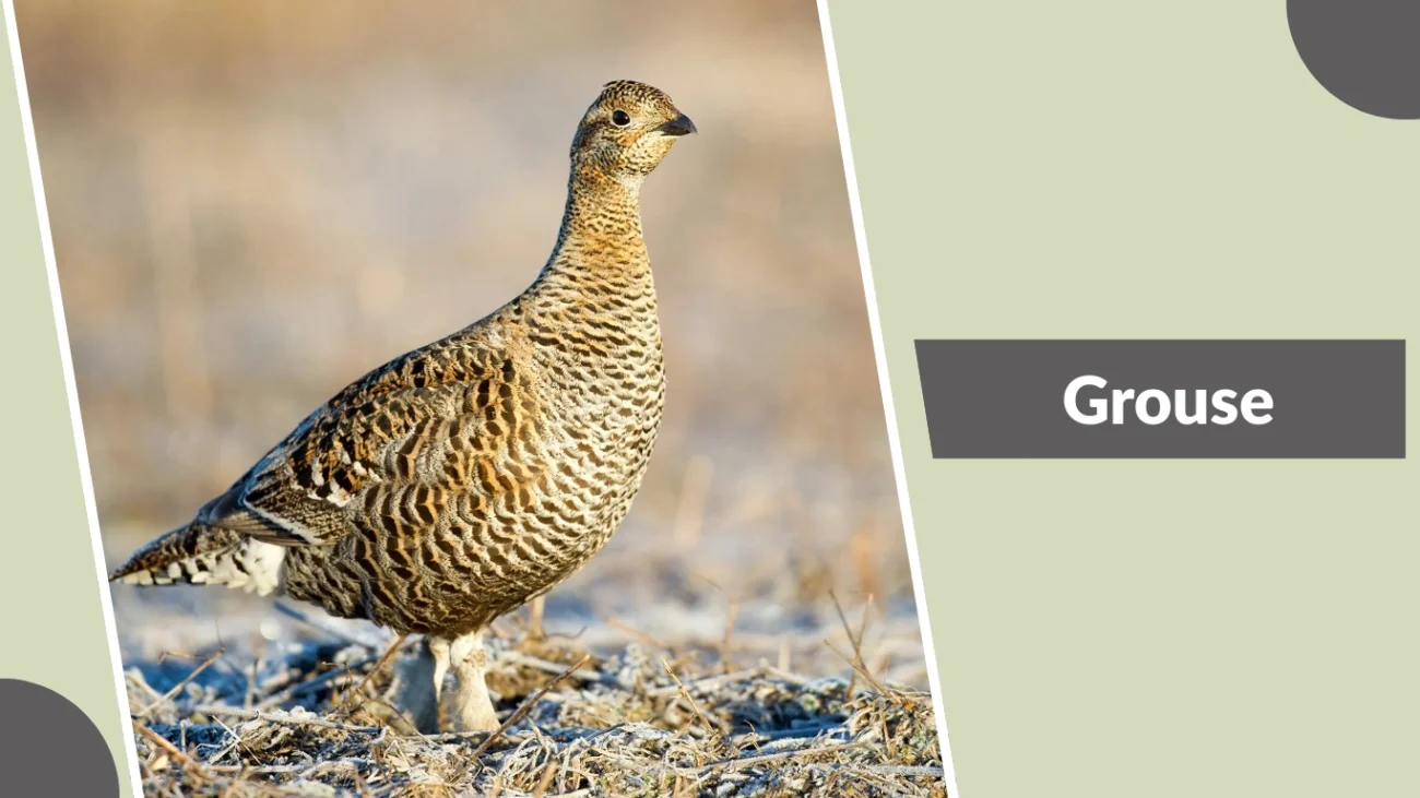 Grouse