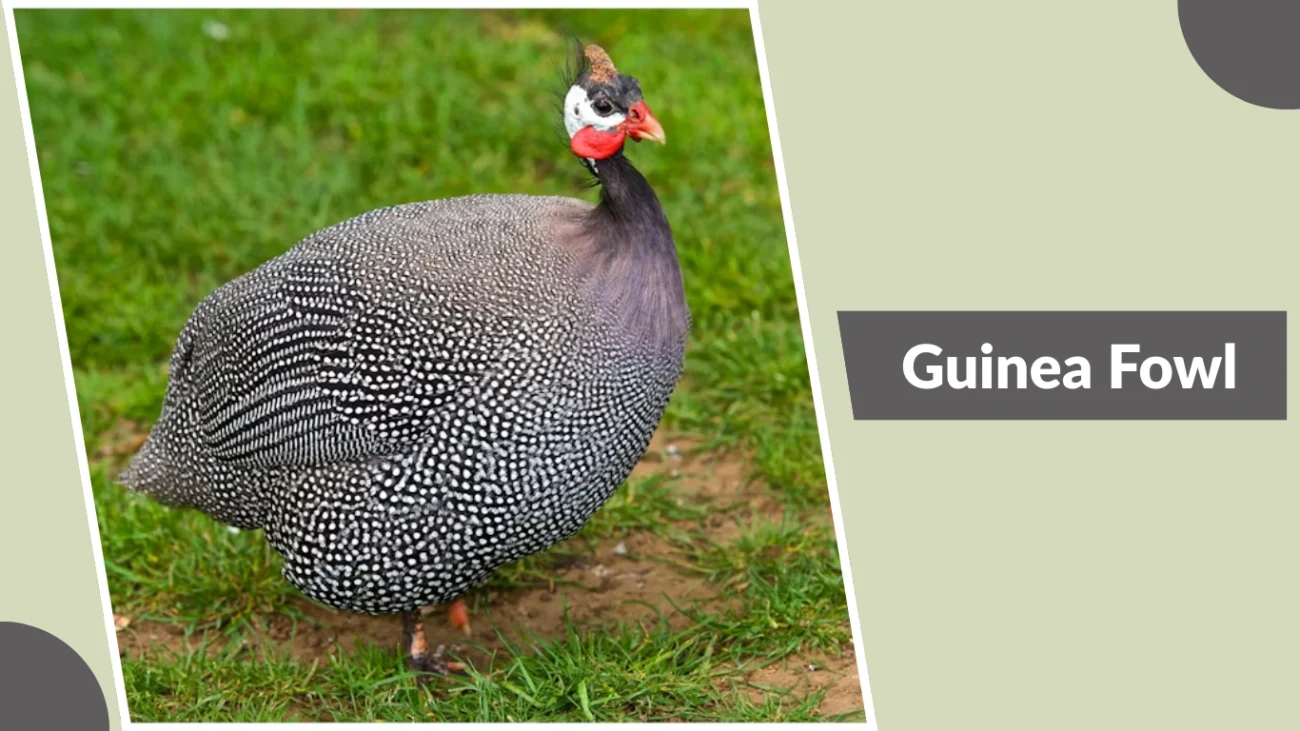 Guinea Fowl