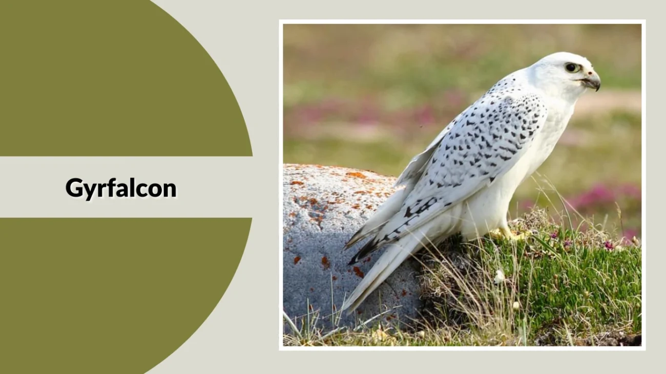 Gyrfalcon