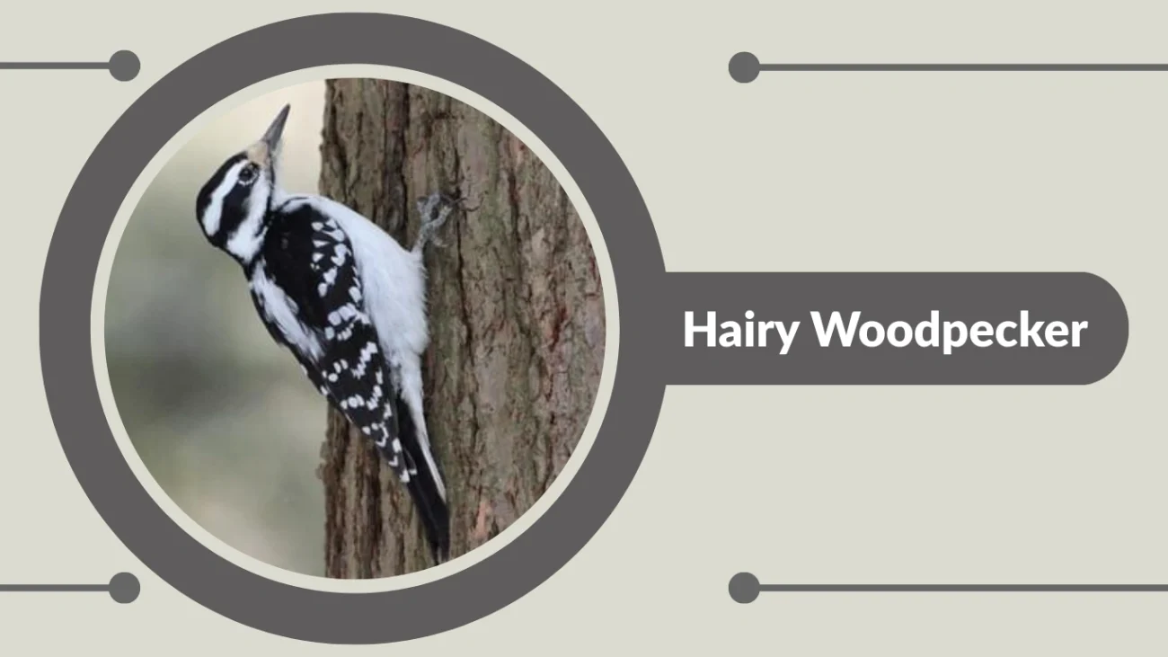 Hairy Woodpecker
