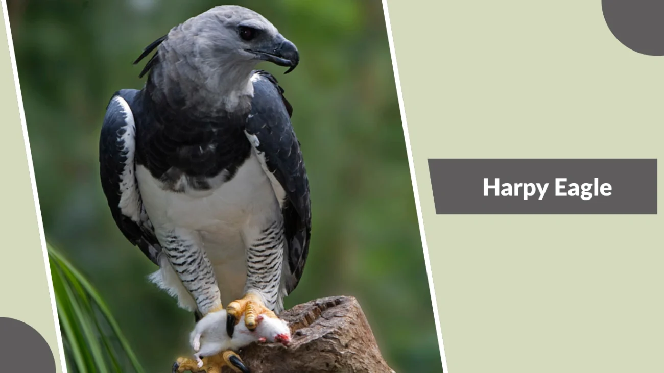 Harpy Eagle
