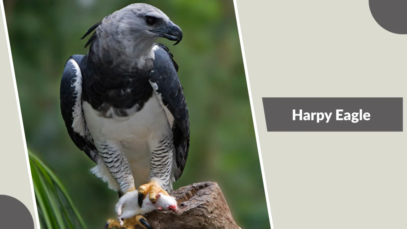 Harpy Eagle