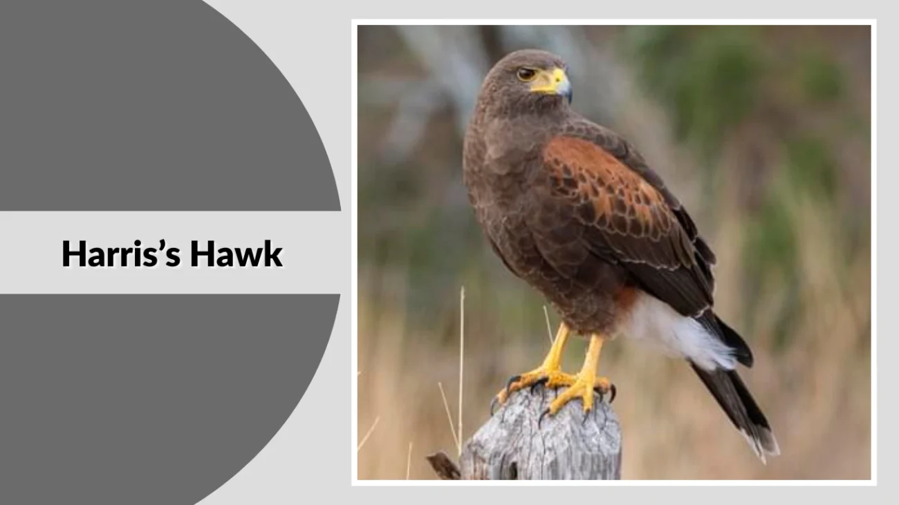 Harris’s Hawk