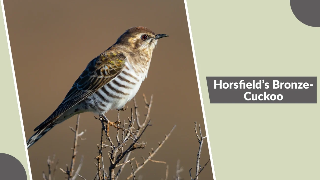 Horsfield’s Bronze-Cuckoo