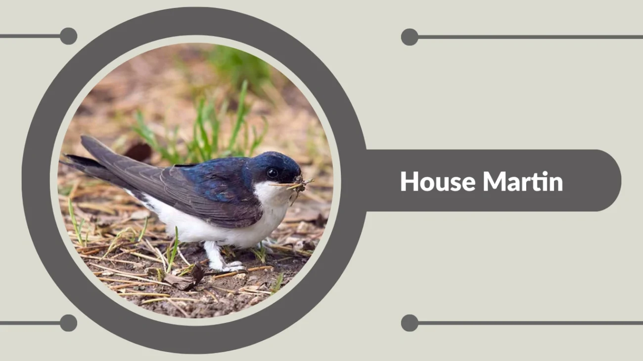 House Martin