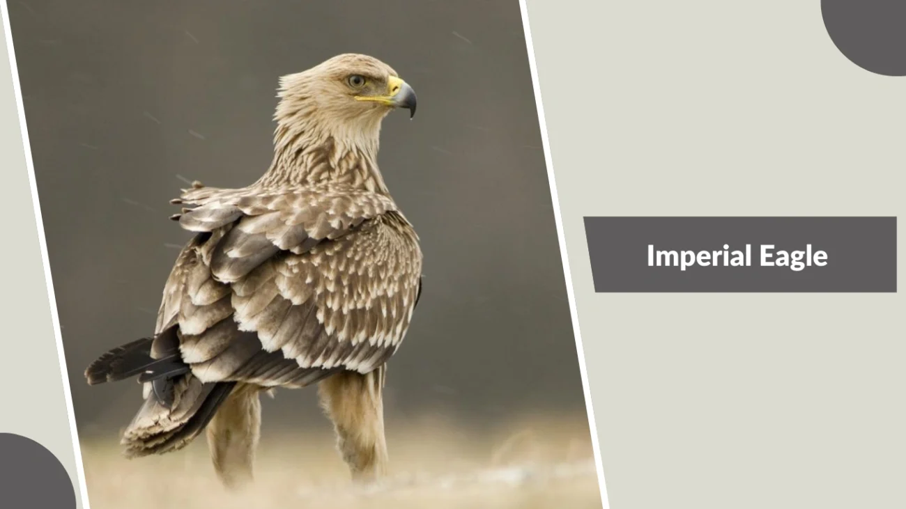 Imperial Eagle