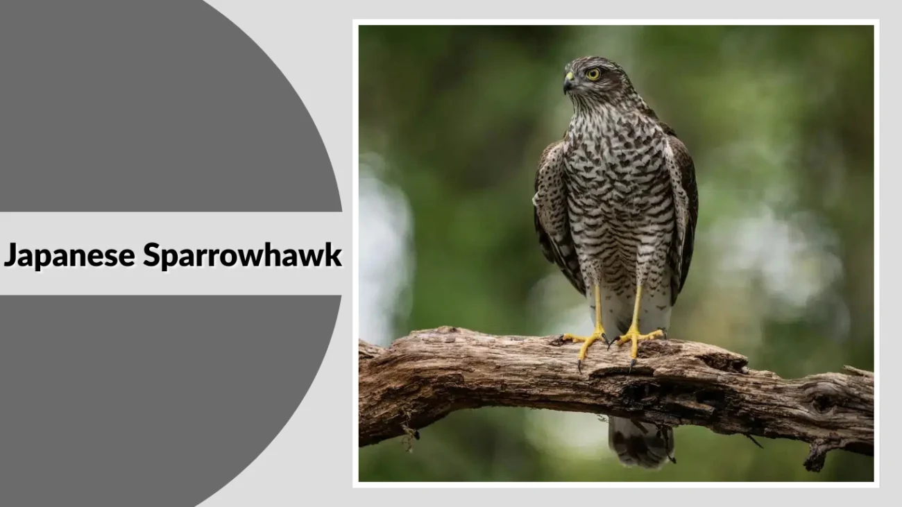Japanese Sparrowhawk