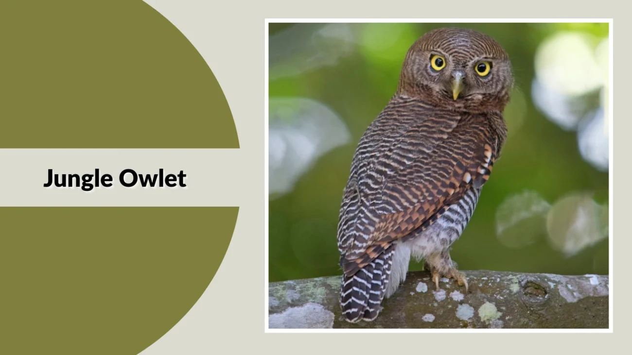 Jungle Owlet