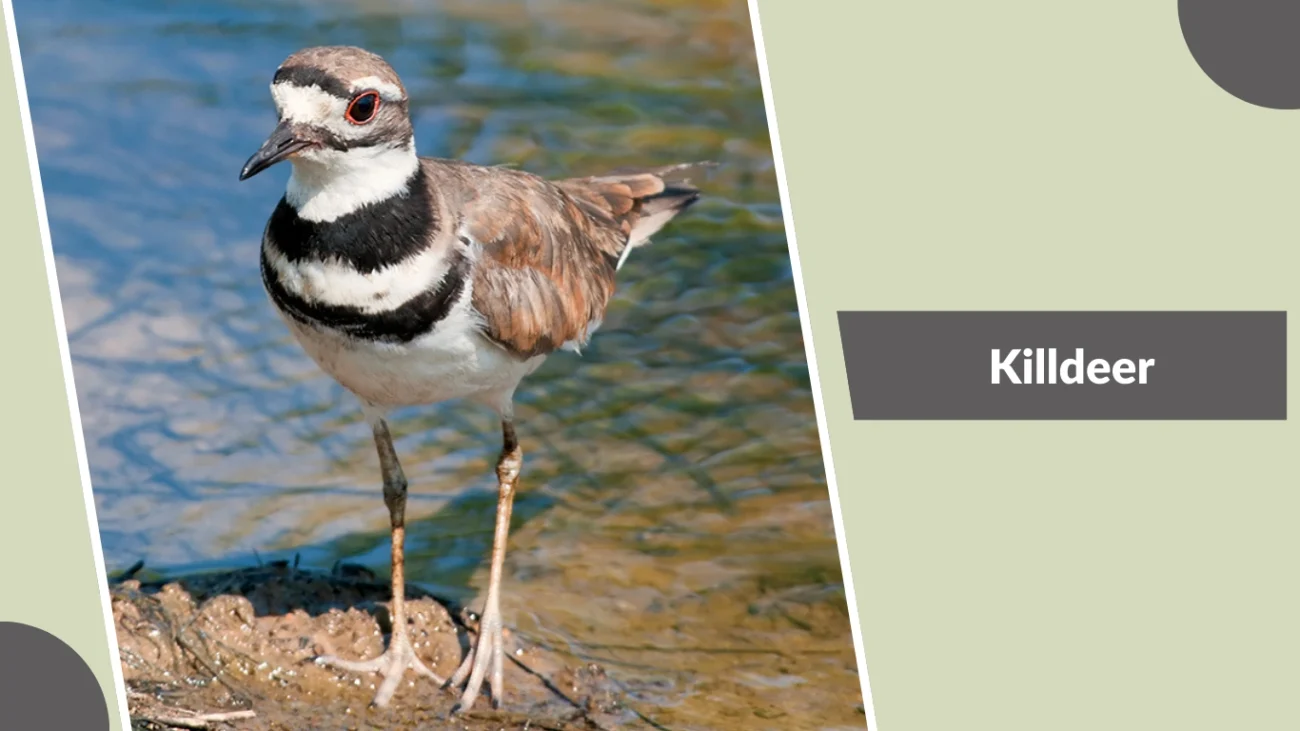Killdeer