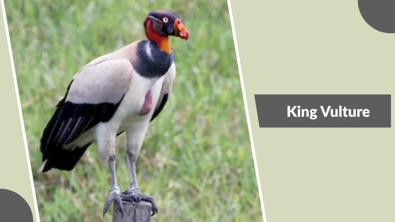 King Vulture