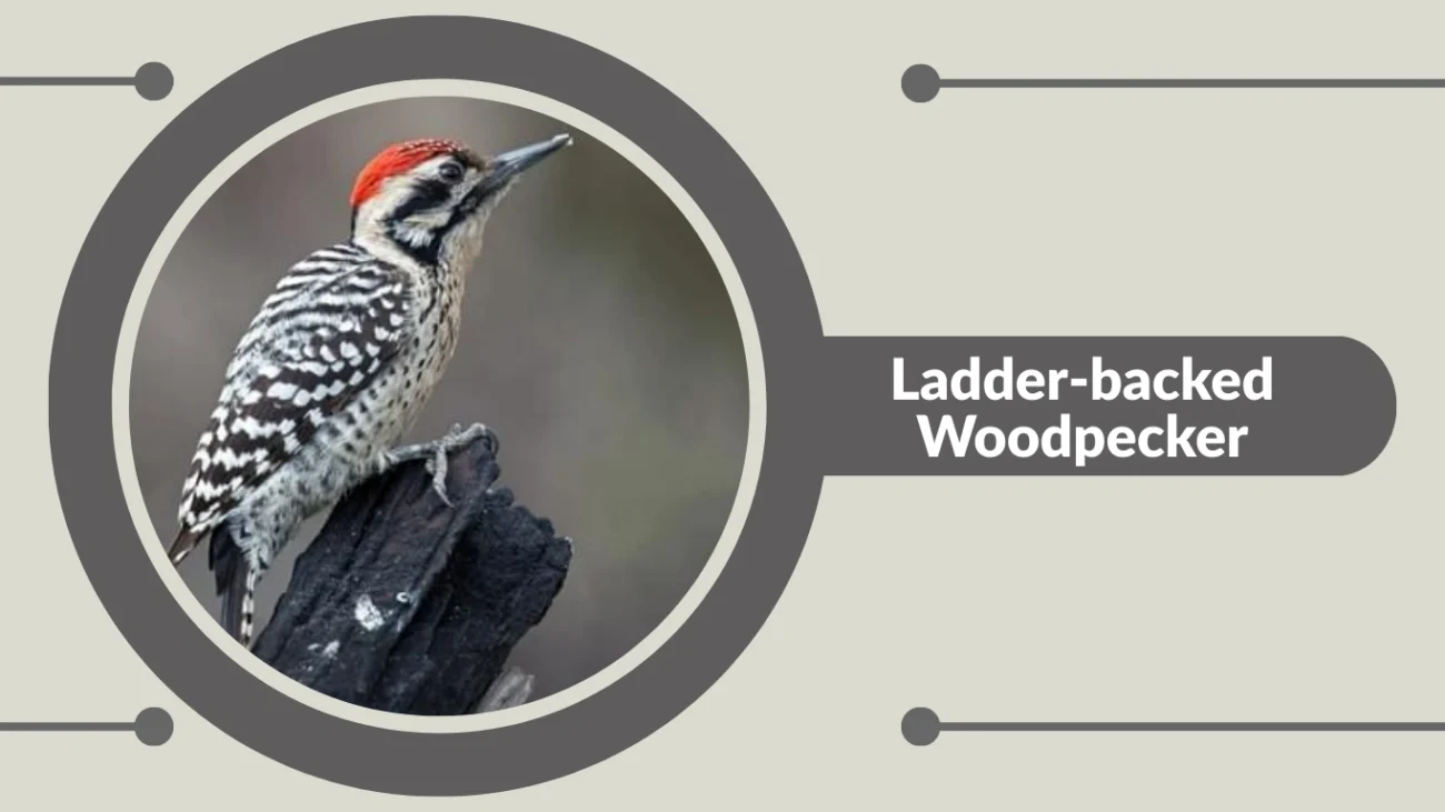 Ladder-backed Woodpecker