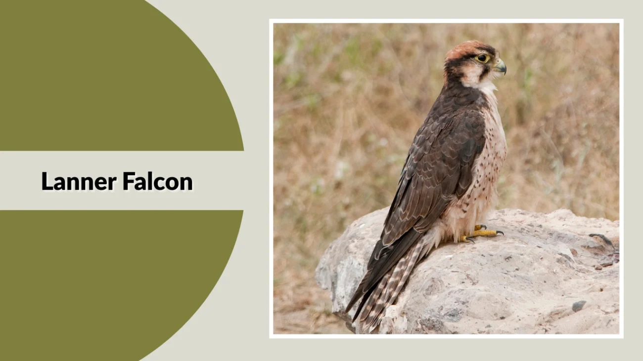 Lanner Falcon
