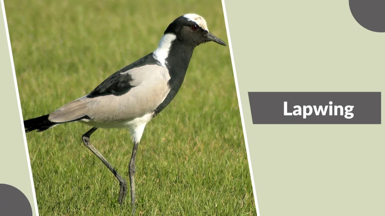 Lapwing
