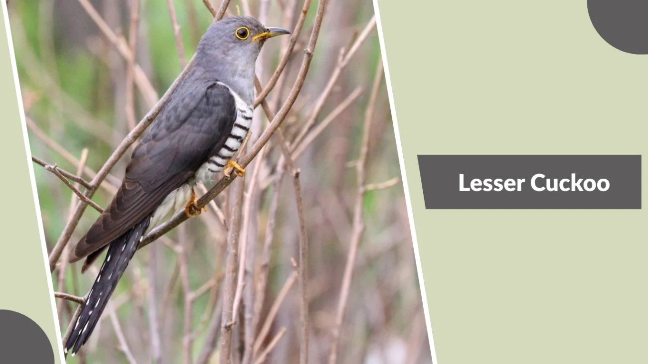 Lesser Cuckoo