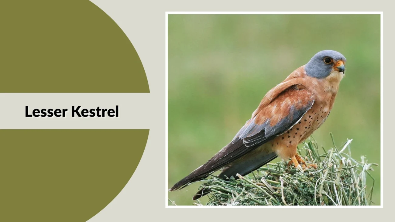 Lesser Kestrel