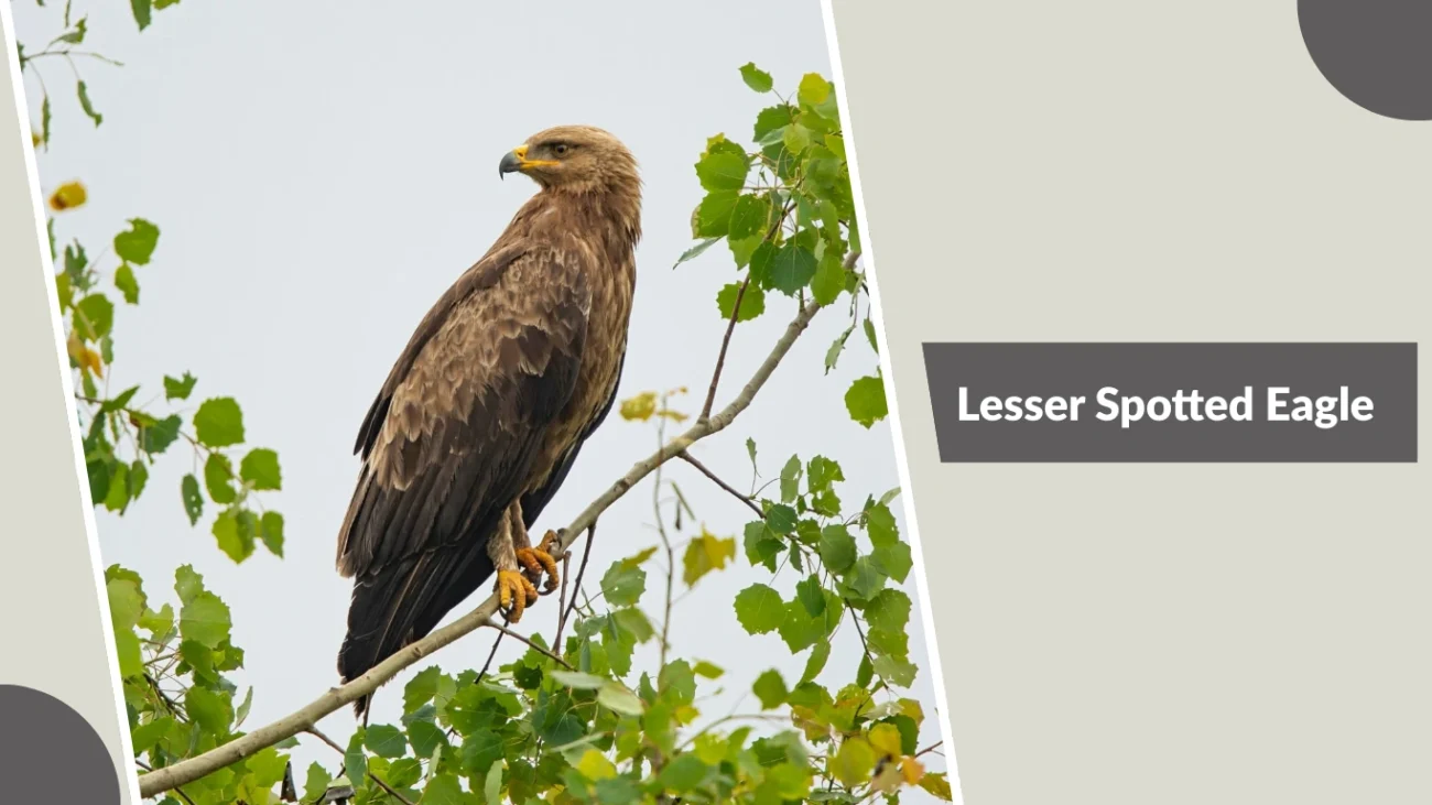 Lesser Spotted Eagle