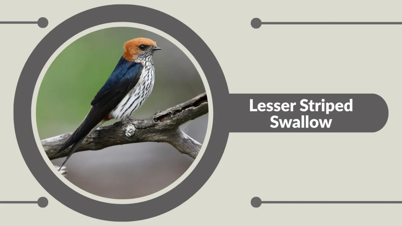 Lesser Striped Swallow