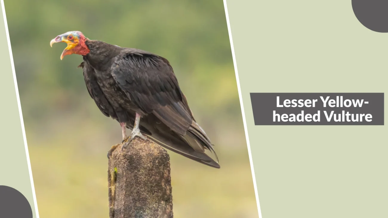Lesser Yellow-headed Vulture