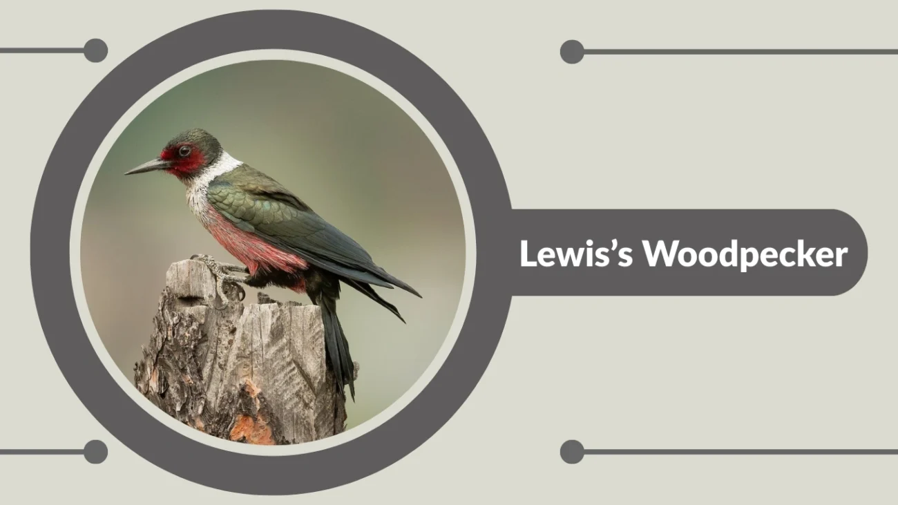 Lewis’s Woodpecker