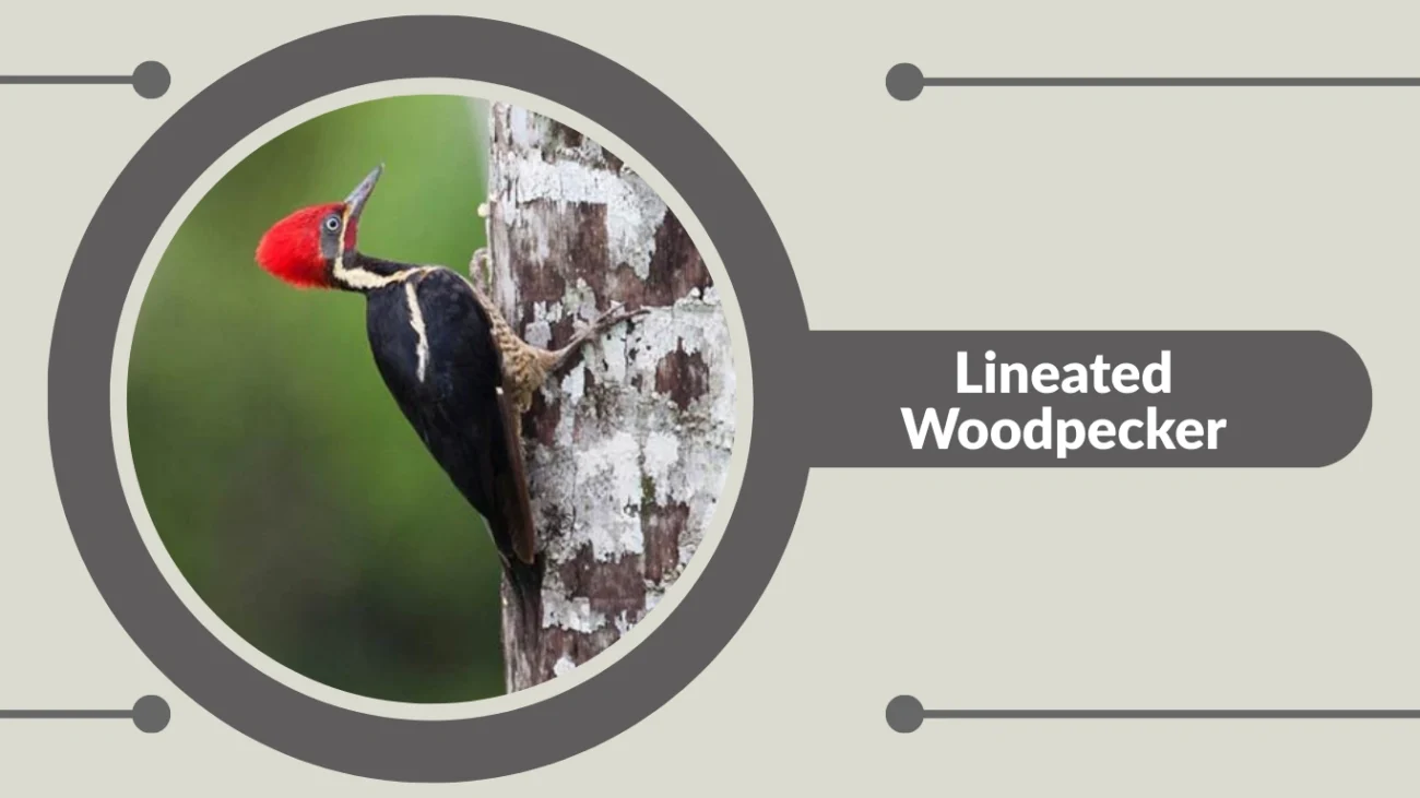 Lineated Woodpecker