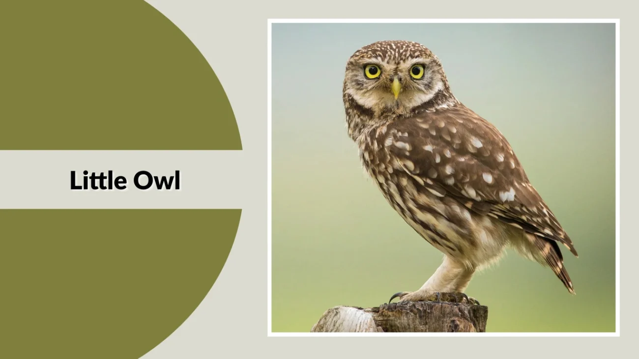 Little Owl