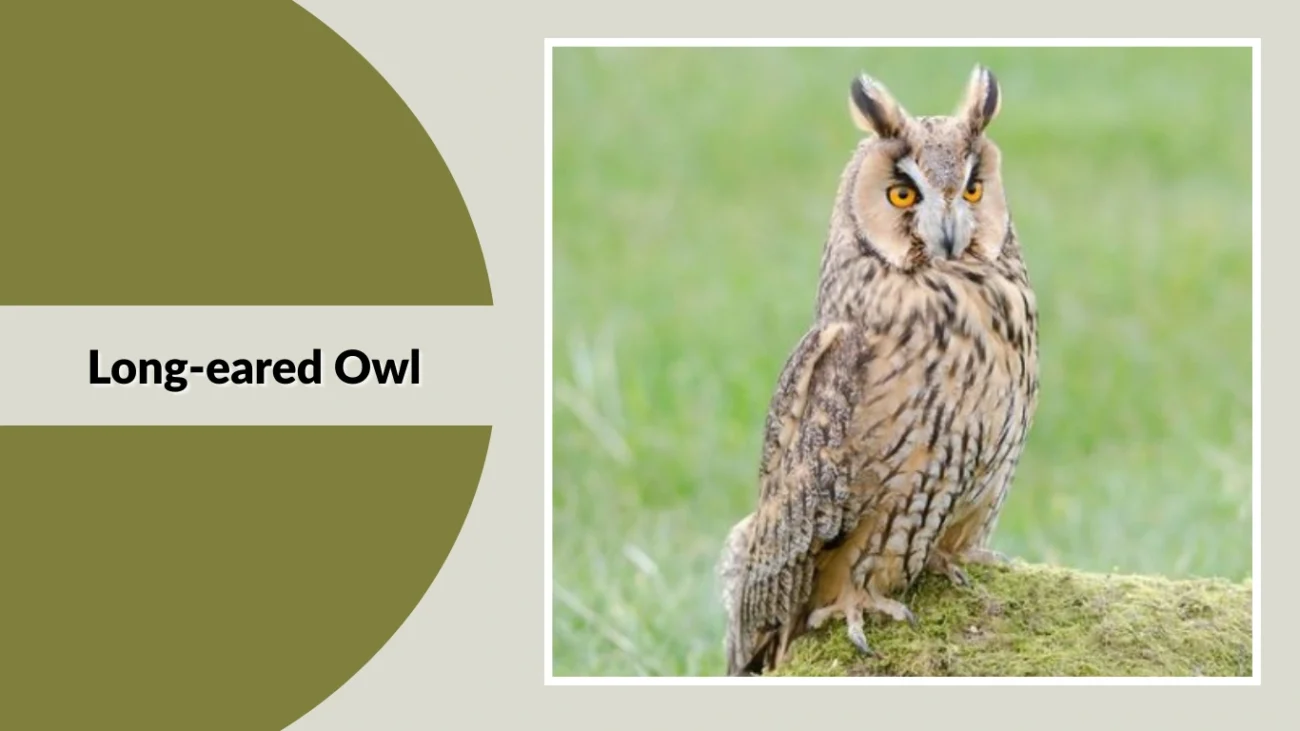 Long-eared Owl