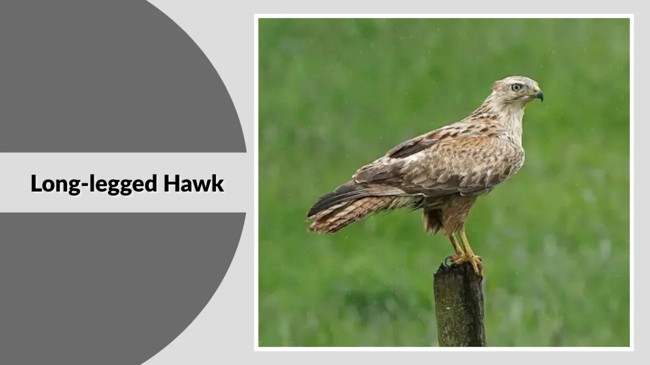 Long-legged Hawk