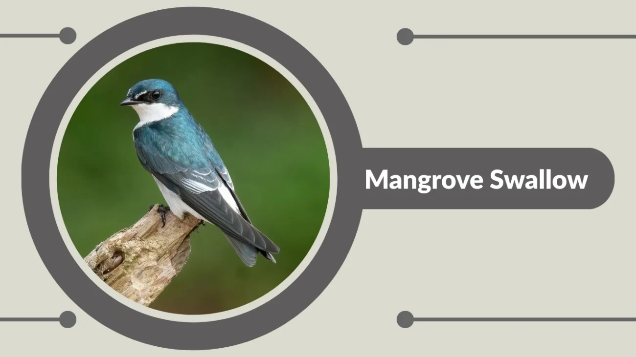 Mangrove Swallow