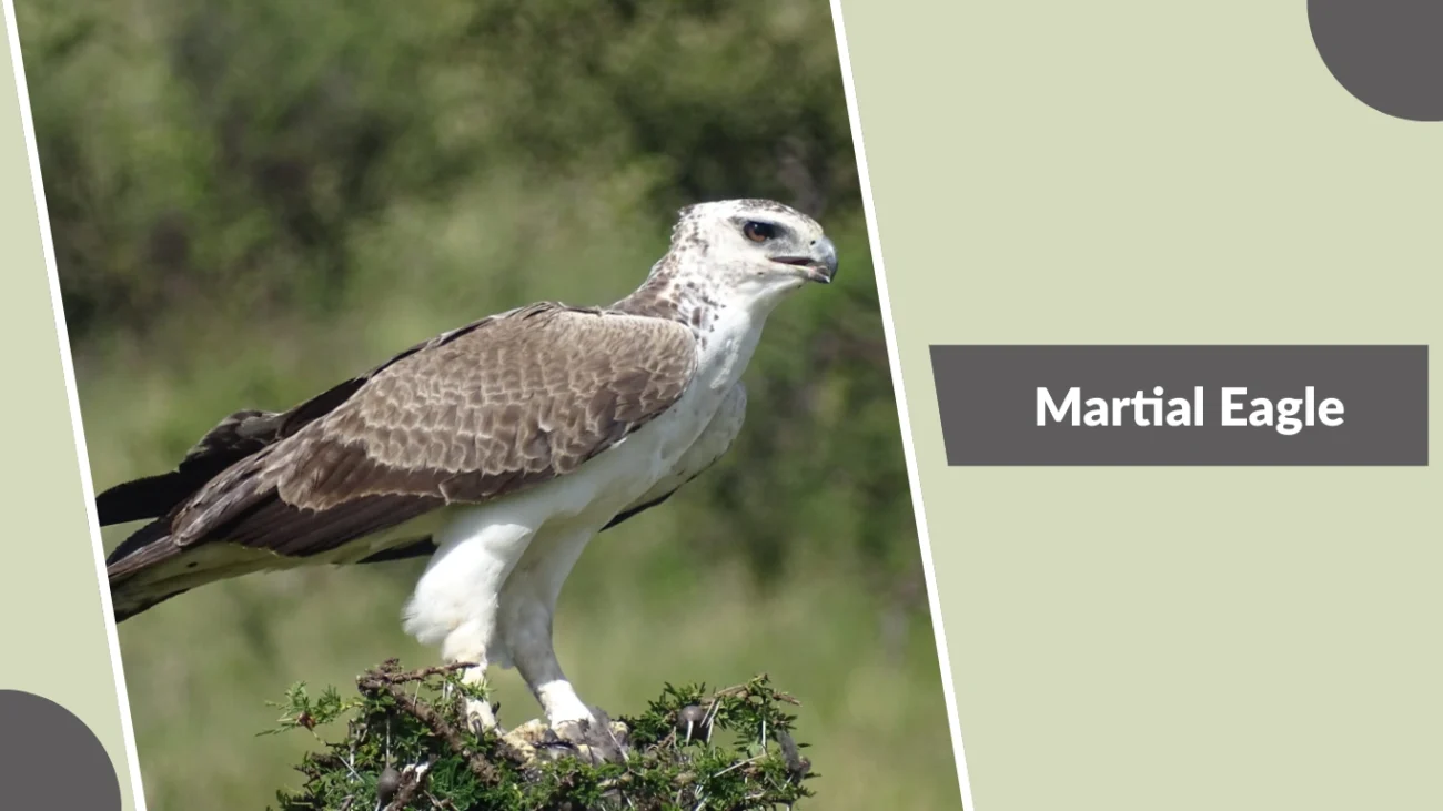Martial Eagle