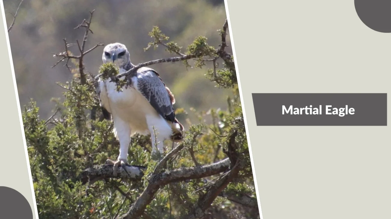 Martial Eagle