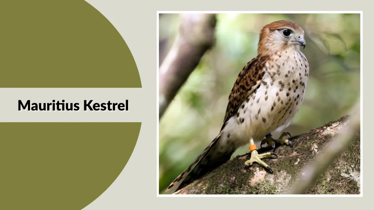Mauritius Kestrel