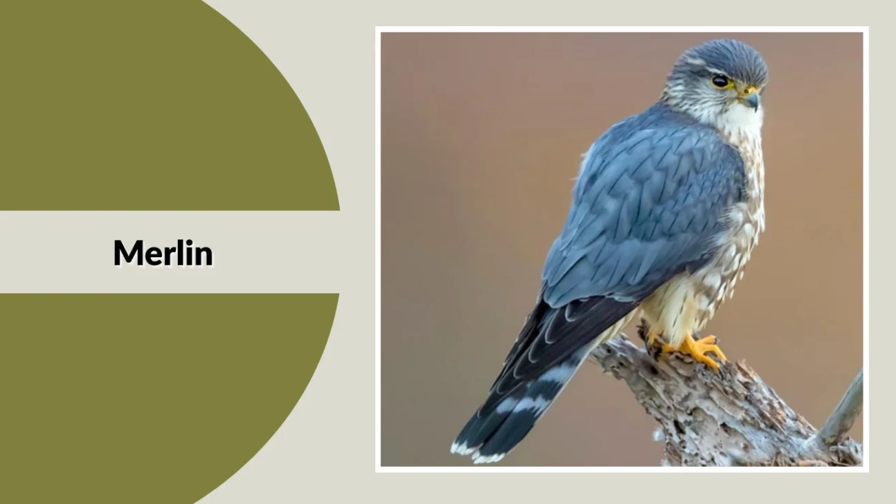 Merlin