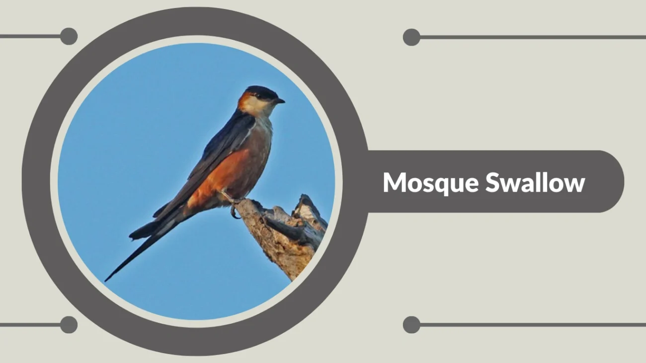 Mosque Swallow