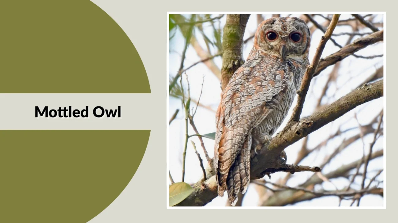 Mottled Owl
