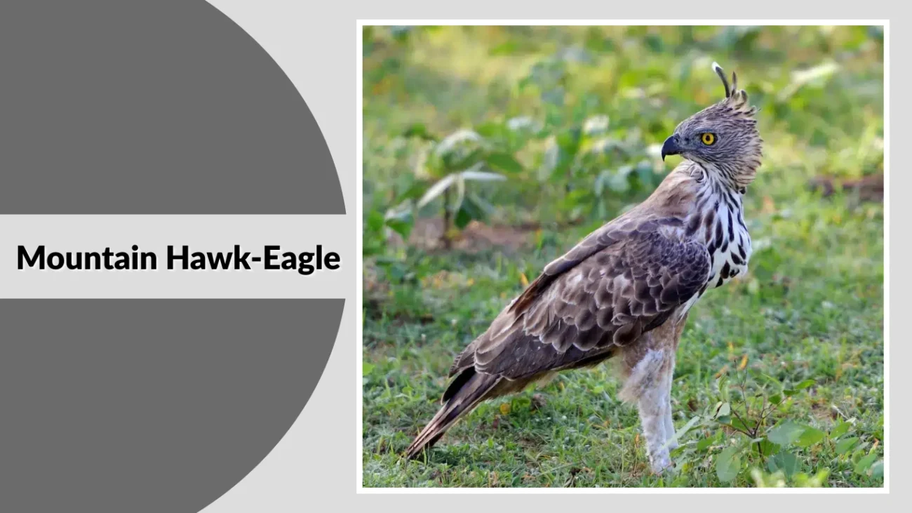 Mountain Hawk-Eagle