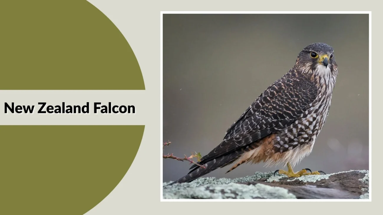 New Zealand Falcon