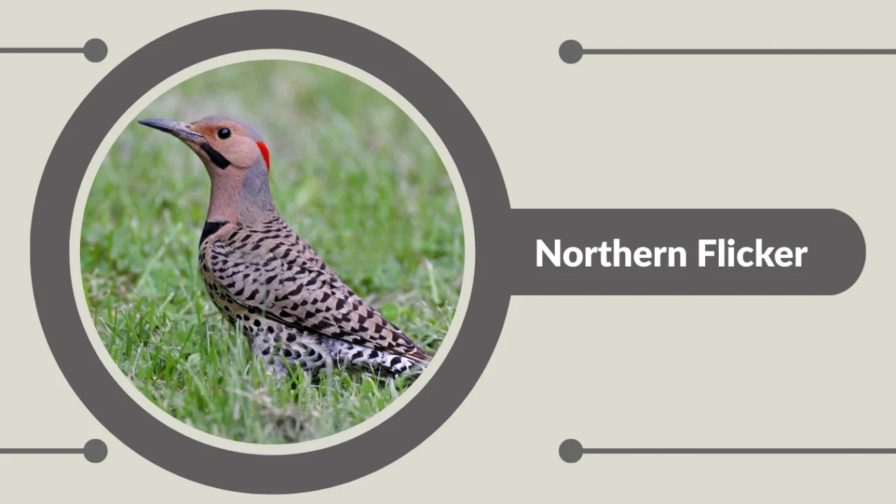 Northern Flicker