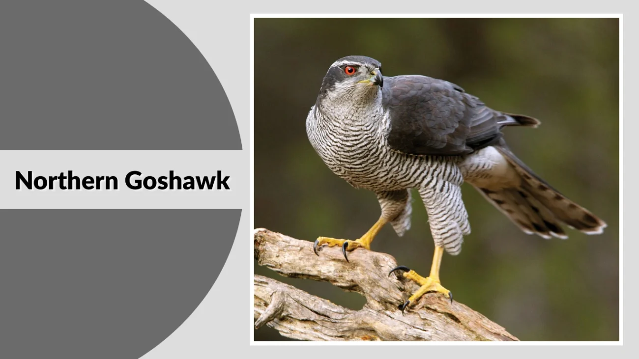 Northern Goshawk
